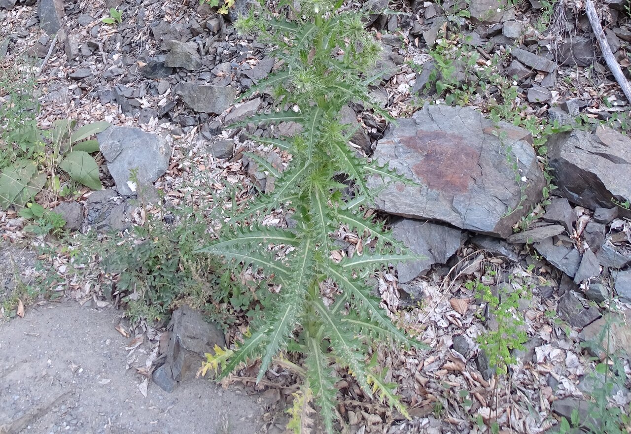 Image of Cirsium candelabrum specimen.