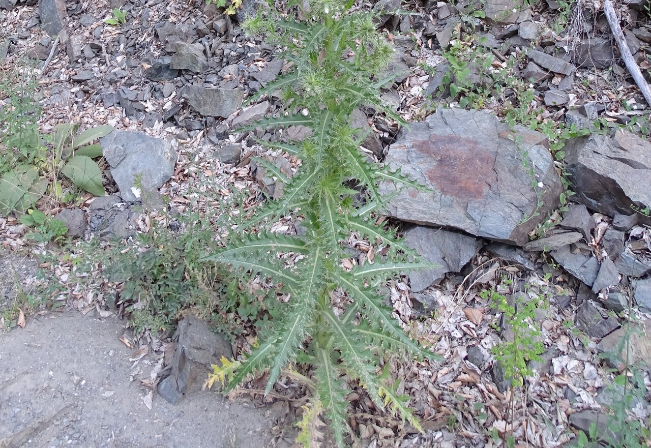 Изображение особи Cirsium candelabrum.