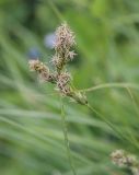Carex spicata