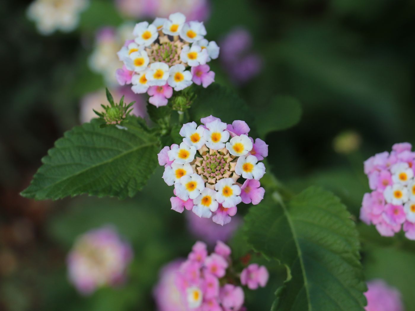 Image of Lantana camara specimen.