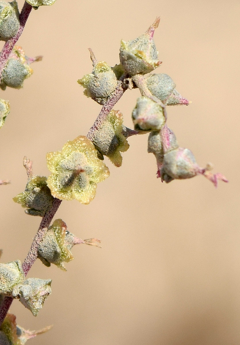Image of Salsola leptoclada specimen.