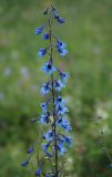 Delphinium elatum