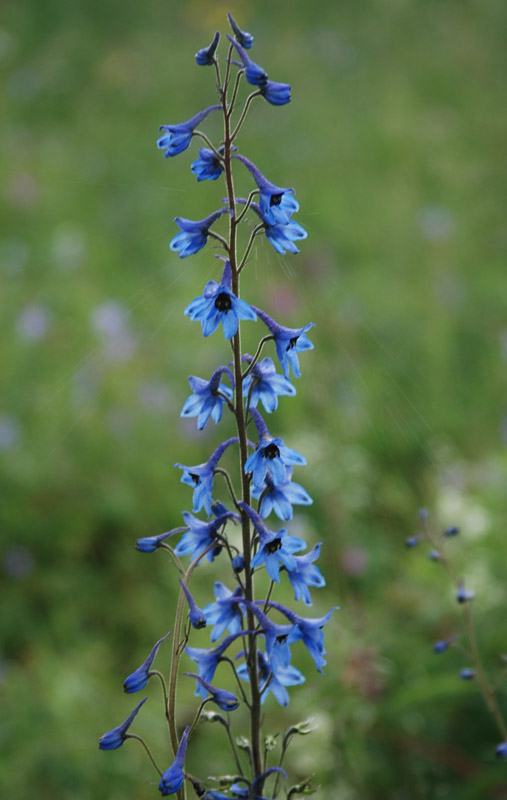 Изображение особи Delphinium elatum.