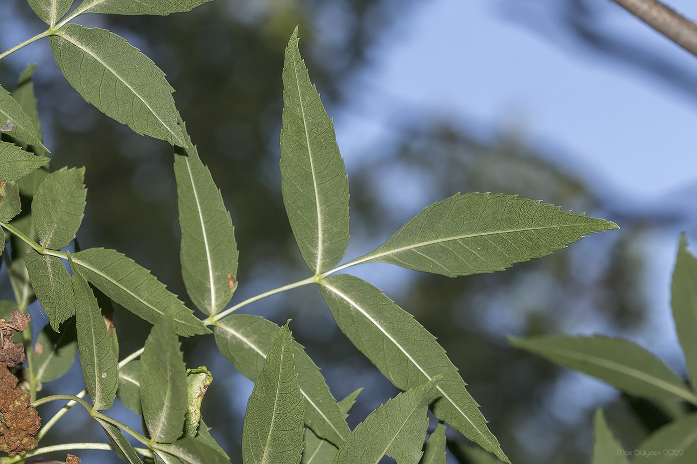 Image of genus Fraxinus specimen.