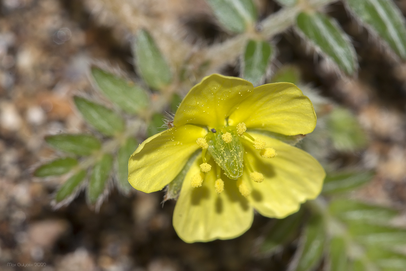 Изображение особи Tribulus terrestris.