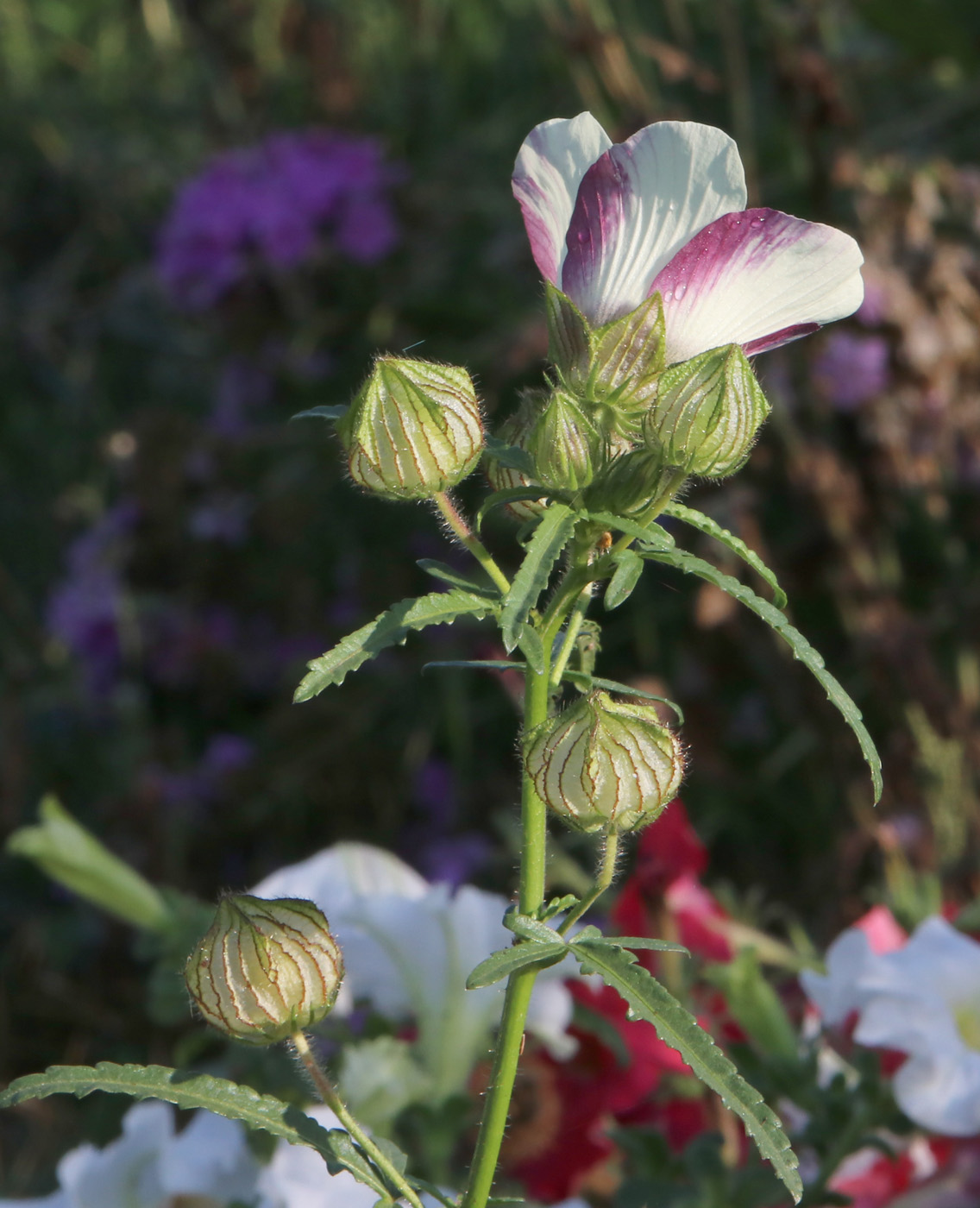 Image of Hibiscus trionum specimen.