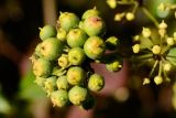 Hedera helix. Соплодие с незрелыми плодами. Краснодарский край, Лазаревский р-н, окр. с. Ордынка, 150 м н.у.м., опушка. 05.11.2022.