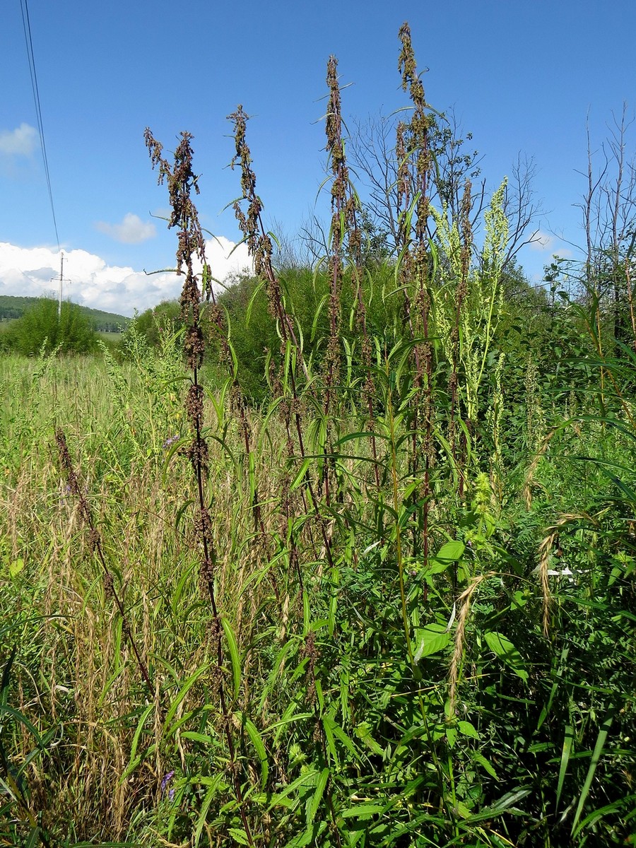 Изображение особи Urtica angustifolia.