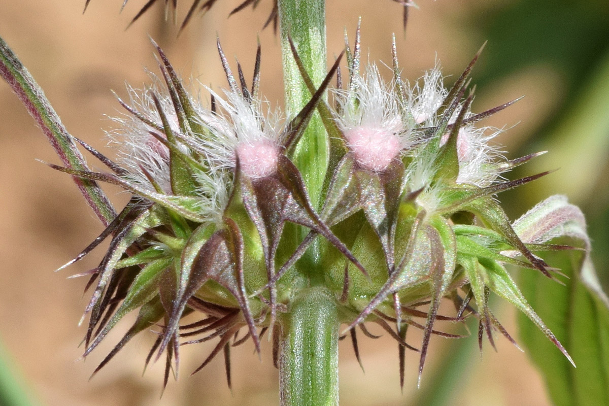 Изображение особи Leonurus turkestanicus.