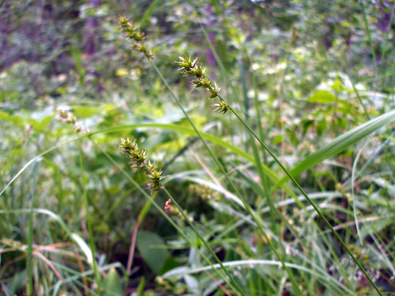 Изображение особи Carex muricata.