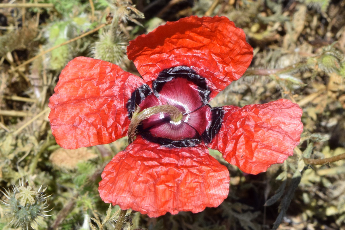 Изображение особи Papaver pavoninum.