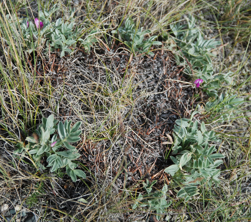 Image of Oxytropis eriocarpa specimen.