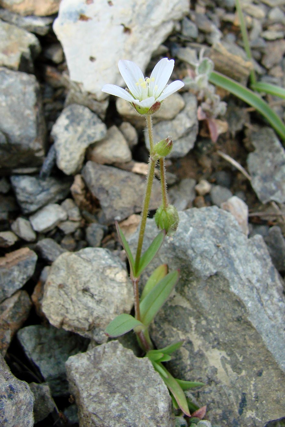 Image of Holosteum glutinosum specimen.