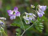 Vicia sylvatica. Часть побега с соцветием. Кольский п-ов, Кандалакшский берег Белого моря, каменистая коса. 19.07.2021.