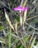 Dianthus caucaseus