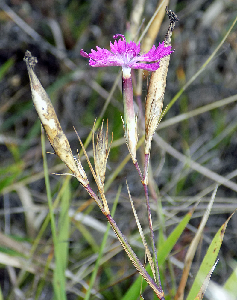 Image of Dianthus caucaseus specimen.