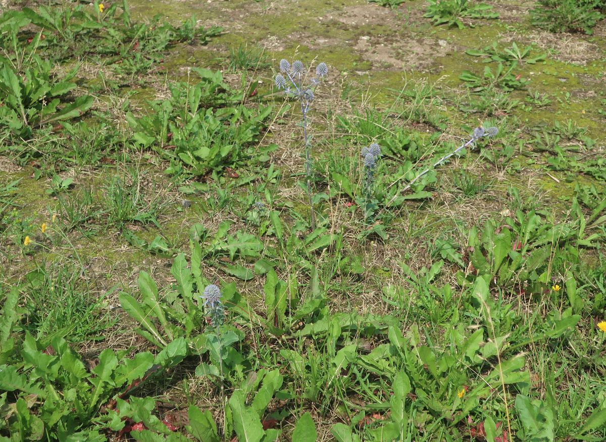 Изображение особи Eryngium planum.