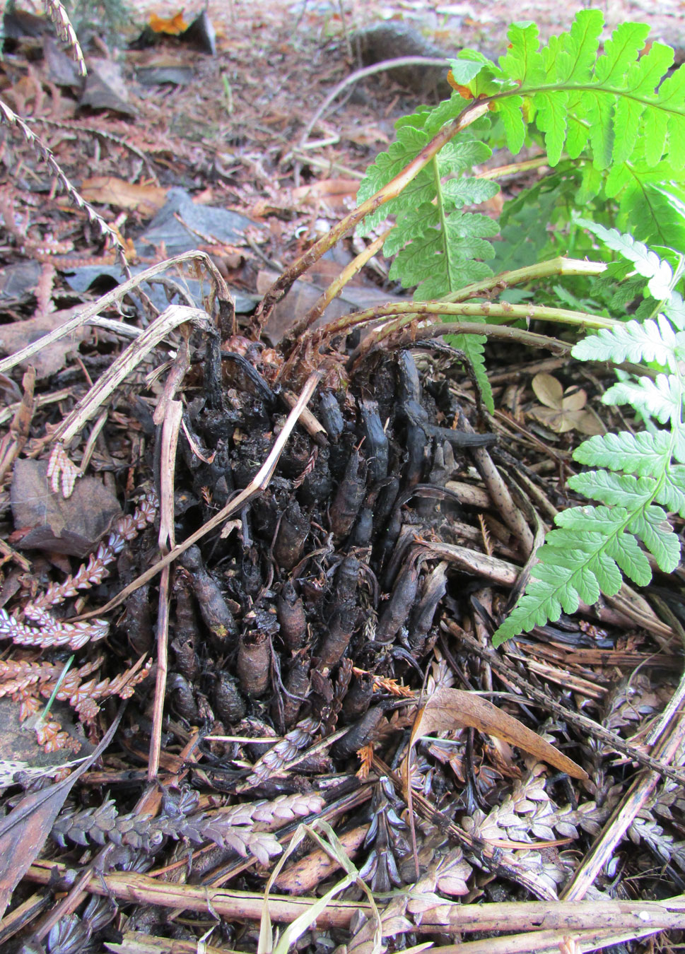 Image of Dryopteris marginalis specimen.