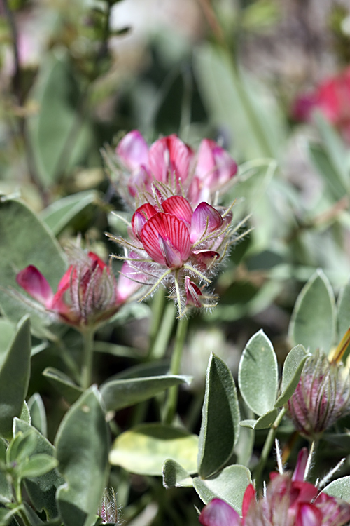 Изображение особи Hedysarum acutifolium.