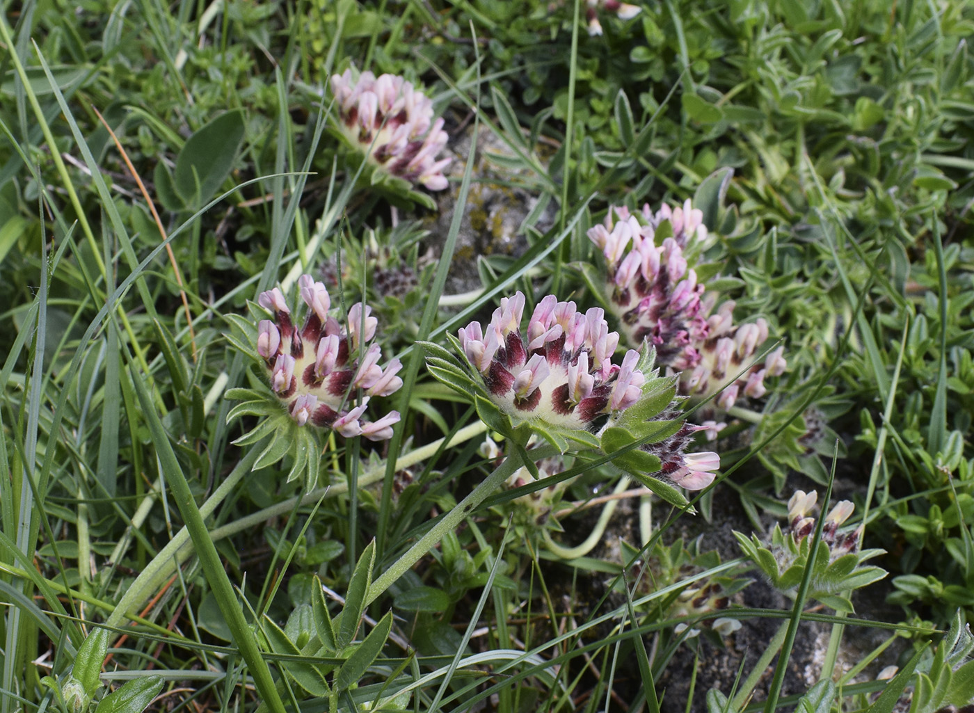 Image of Anthyllis vulneraria specimen.