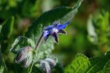 Borago officinalis