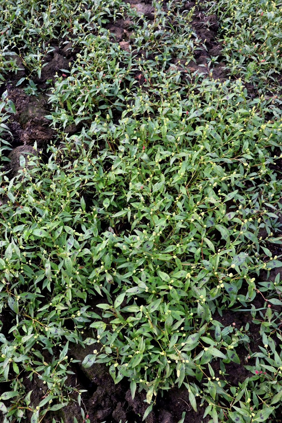 Image of Persicaria scabra specimen.