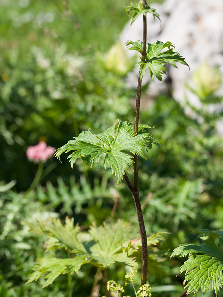 Image of Aconitum orientale specimen.