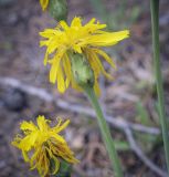 Scorzonera glabra