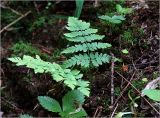 Dryopteris carthusiana. Молодое растение. Московская обл., Раменский р-н, окр. ж.-д. платформы Хрипань, смешанный лес у ЛЭП (просека). 01.06.2023.