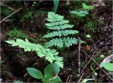 Dryopteris carthusiana