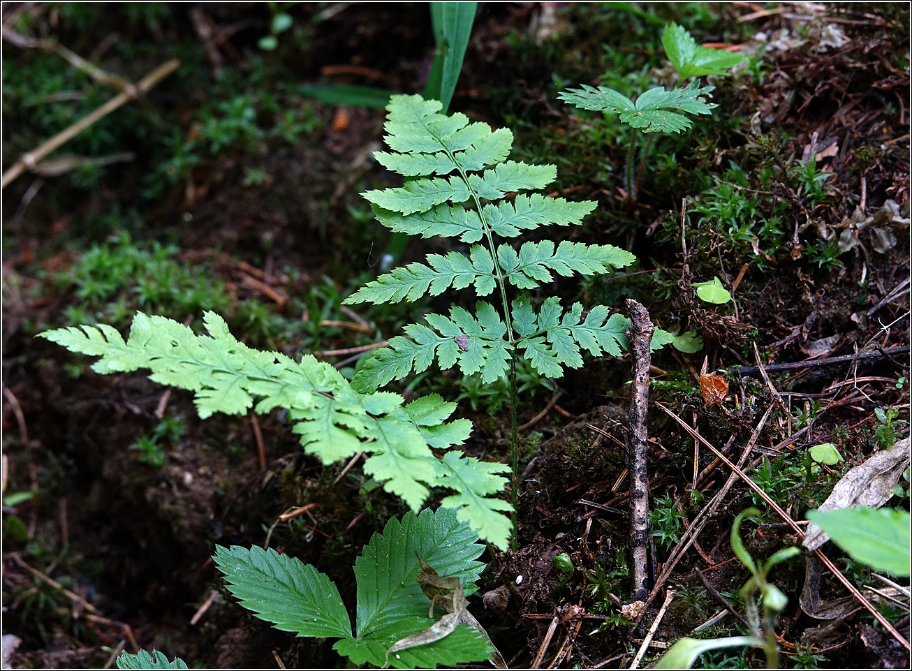 Изображение особи Dryopteris carthusiana.