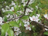 genus Prunus