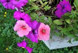 Petunia × atkinsiana. Верхушки цветущих растений. Москва, Новогиреево, ул. Кусковская, в культуре. 10.08.2016.
