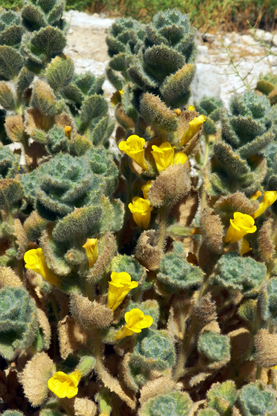 Image of Spirostegia bucharica specimen.