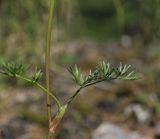 семейство Apiaceae. Часть стебля с листьями. Республика Саха, Оленёкский улус, басс. р. Олломокит, ок. 600 м н.у.м., граница лиственничного леса на склоне плато. 31.07.2023.