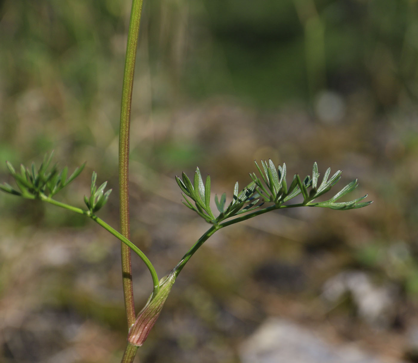 Image of familia Apiaceae specimen.