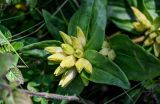 Gentiana cruciata