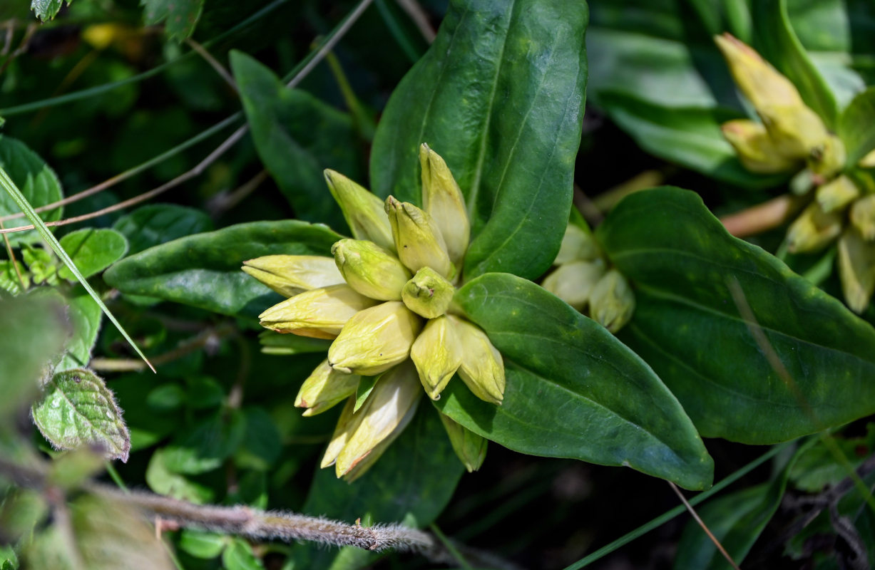 Изображение особи Gentiana cruciata.