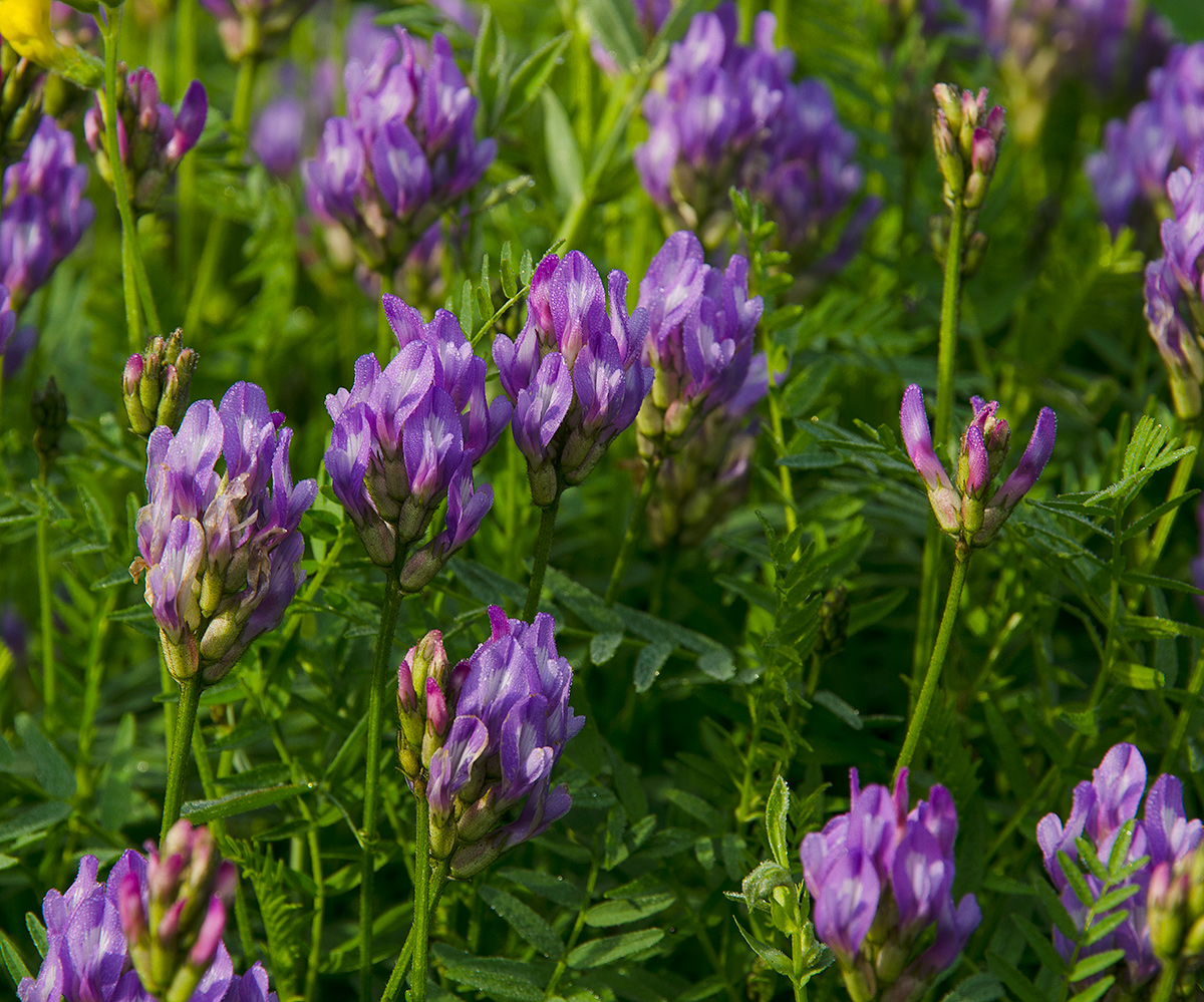 Изображение особи Astragalus danicus.