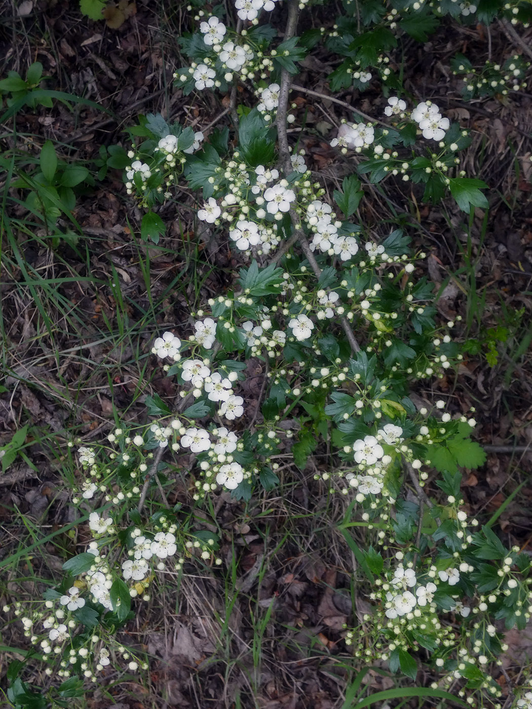 Image of genus Crataegus specimen.