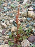 Oxyria digyna