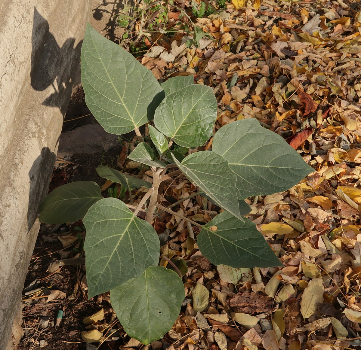 Image of Datura innoxia specimen.