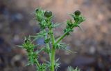 Cirsium serrulatum. Верхушка веточки с развивающимися соцветиями. Оренбургская обл., Медногорский гор. округ, Блявинский карьер, каменистый склон. 04.07.2023.