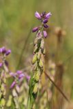 Polygala comosa