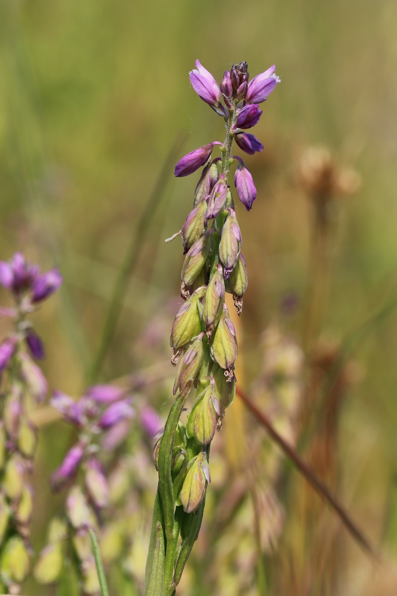 Image of Polygala comosa specimen.