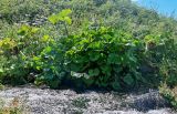 Petasites amplus