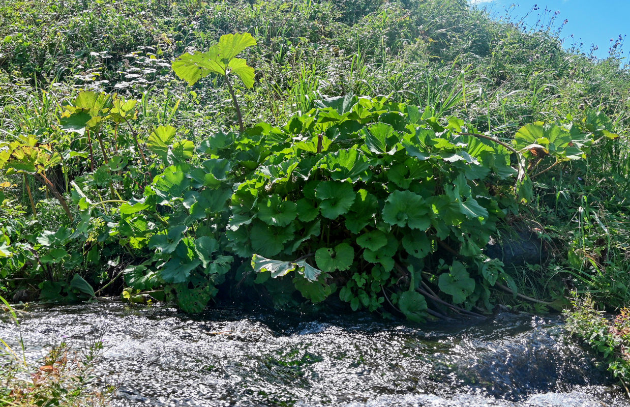 Image of Petasites amplus specimen.