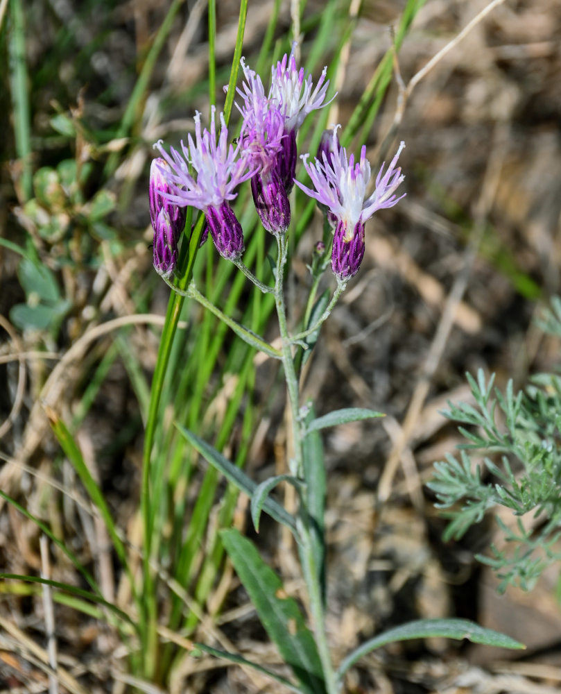 Image of Jurinea multiflora specimen.