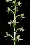 Platanthera × hybrida. Часть соцветия. Краснодарский край, г/о. Сочи, Адлерский р-н, окр. с. Хлебороб, выс. ок. 240 м н.у.м., зарастающий лианами и ежевикой погибший самшитовый лес. 25 мая 2023 г.