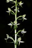 Platanthera &times; hybrida